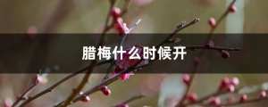 腊梅花什么时候开