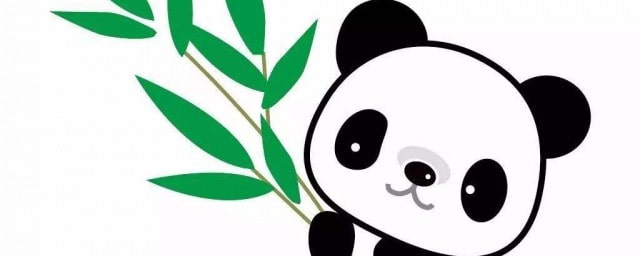 大熊猫最爱吃毛竹还是青川箭竹