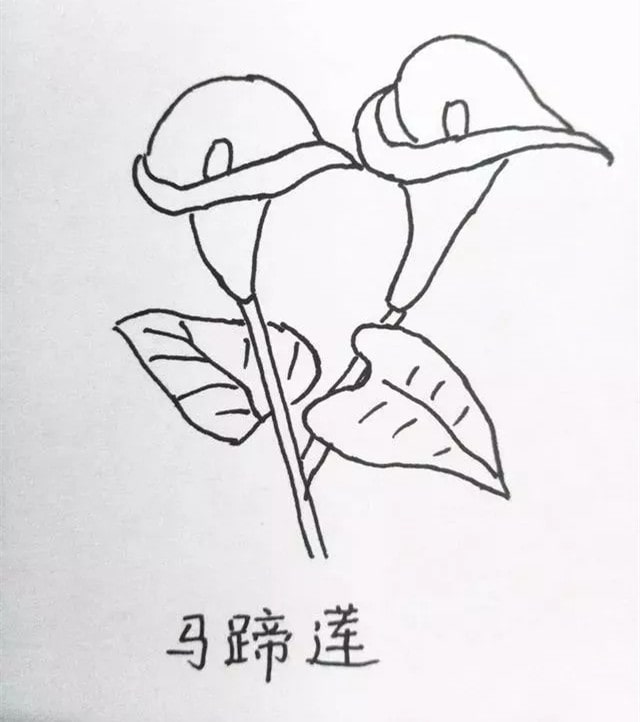 花朵简笔画教程图片简单