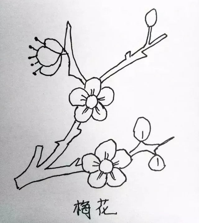 花朵简笔画教程图片简单