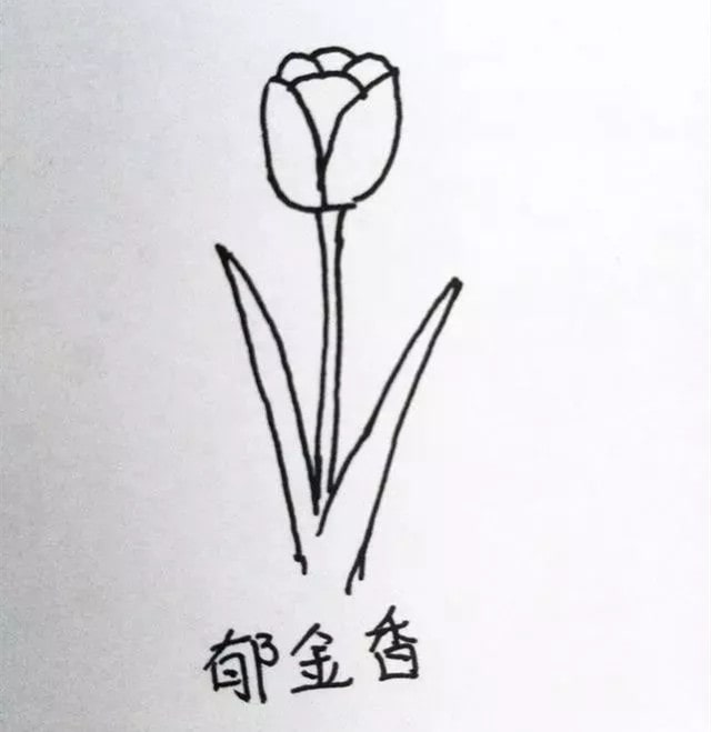 花朵简笔画教程图片简单