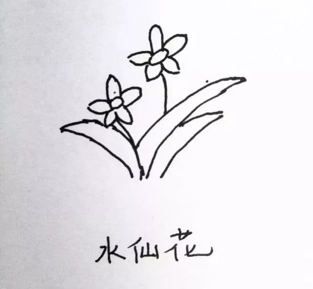 花朵简笔画教程图片简单