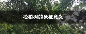 松柏的象征意义