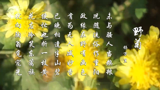 杨万里野菊古诗带拼音版