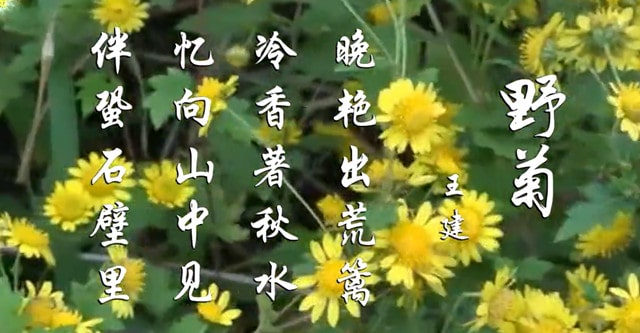 王建野菊古诗带拼音版