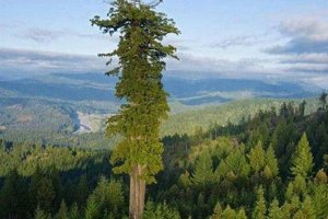 世界上最高的树排行前十名