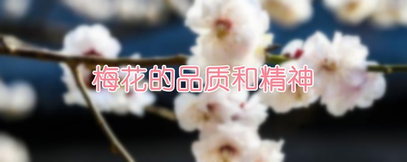 梅花的品质和精神