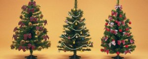 圣诞树是什么树