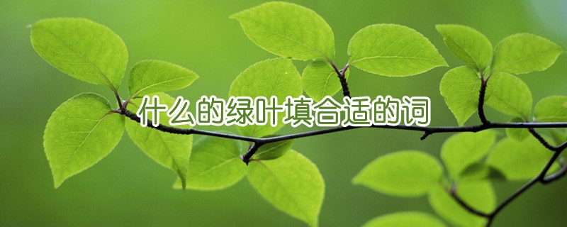 什么的绿叶填合适的词