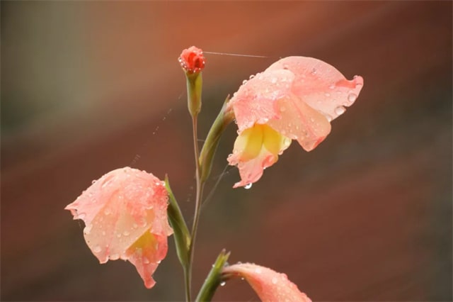 描写春雨的诗句