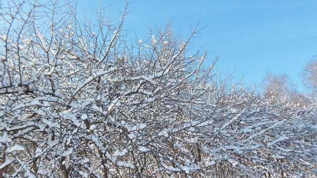 关于春雪的古诗