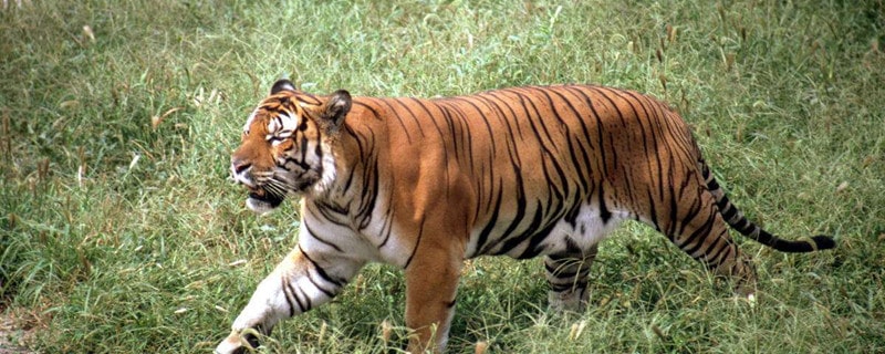 老虎最害怕什么动物