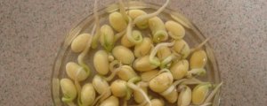 黄豆七天生长过程记录