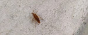 蟑螂会靠近熟睡的人吗