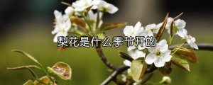 梨花是什么季节开的