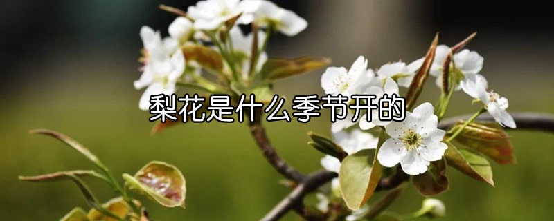 梨花是什么季节开的