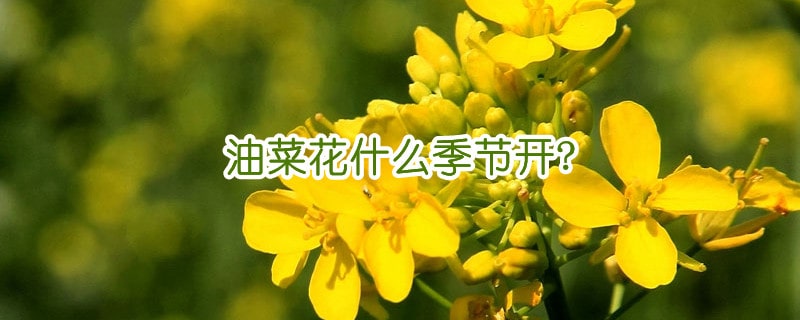 油菜花什么季节开?