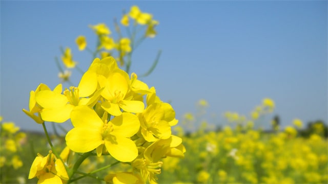 最美油菜花古诗词，一段春光属菜花