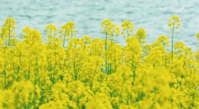 最美油菜花古诗词，一段春光属菜花