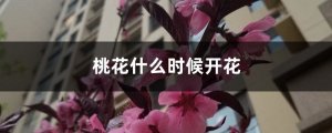 桃花什么时候开花季节