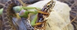 蛇为什么怕螳螂